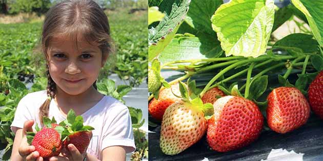 Hatay’ın zeytin üretimiyle ünlü Altınözü ilçesinde, çiftçiler, alternatif olarak çilek