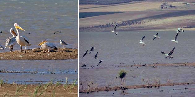 Reyhanlı Barajı’nda su tutulmasıyla,