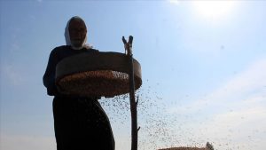 Hasat Yapılmadan Bu Pirincin Alıcısı Hazır