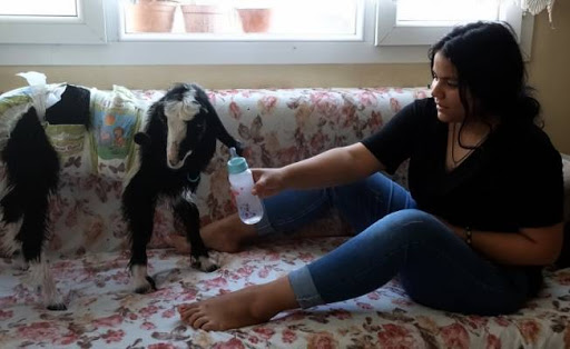 Antakya’da Tecimen ailesi, sahiplendikleri keçiye evlatları gibi bakıyor … Annesini