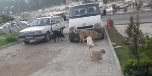 Sokaklar, Köpeklerin Egemenliğinde!