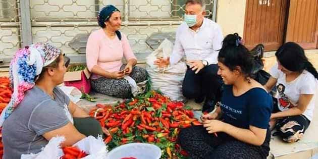 Domates ve biber üreticisi beklediği parayı alamıyor Tam bu günlerde,