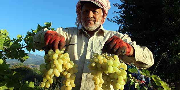 Hassa’da 50 bin dekarlık