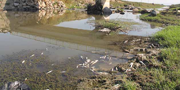 Antakya’da, Asi Nehri’ne akan