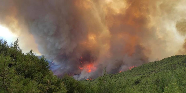 2019’da 2149 Orman Yangını