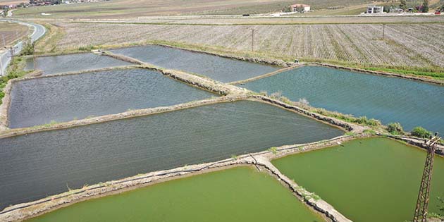 Amik Ovası’nda “Balık” Yetiştiriyor