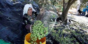 Hatay zeytin sektöründe Afrin Bekleyişi