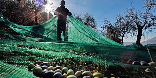 Türkiye’de Ne Oluyor? Hataylı üreticinin gündemindeki Afrin Zeytinyağı için sorulan