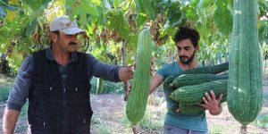 Asi kıyısında oldukça zahmetli bir şekilde yetiştiriliyor