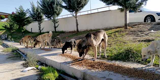 Yangın bölgesindeki sokak hayvanları