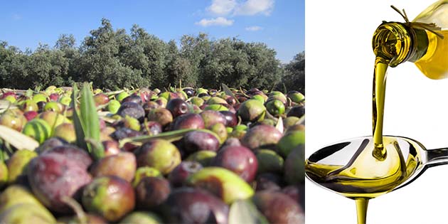 Afrin’den gelen 38 bin ton zeytinyağı…