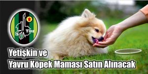 Yetişkin ve Yavru Köpek Maması Satın Alınacak