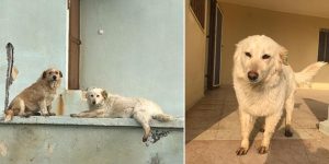 Ayhan Kit 6 Yıldır Baktığı Kayıp 2 Köpeğini Arıyor