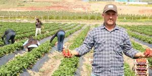 Hatay, çilek üretim merkezi oldu