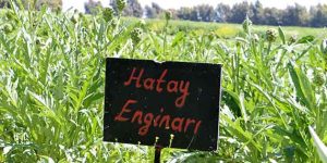 Hatay’da Enginar