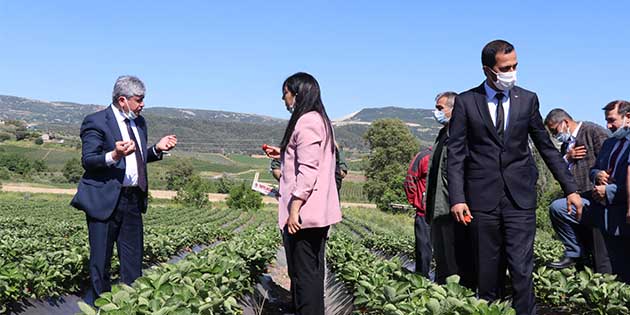 Yayladağı’nda çilek üreticiliği gün