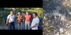 Asi’de toplu balık ölümleri