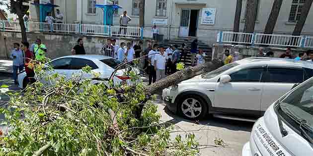 Ağaç, Aracın Üzerine Düştü