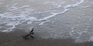 Kaplumbağalarının Denize Yolculuğu Başladı