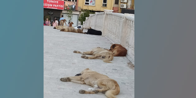 Geçebilene aşk olsun! Antakya’da,