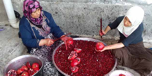 Hatay’dan Osmaniye ve Adana’ya, Çukurova’da kadınların dalından tek tek topladığı