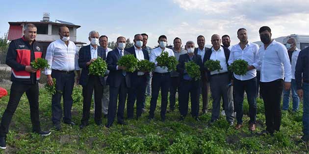 Arsuz’da Kaymakam, Belediye Başkanı, Emniyet Müdürü, Kurum Müdürleri tarlaya indi,