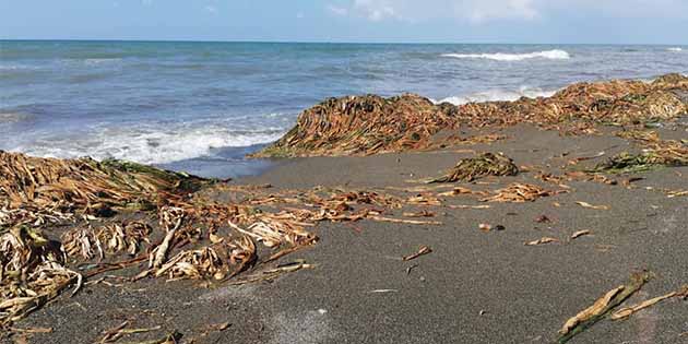 5-6 km boyunca, kumsal üzeri; kamış, tortu, sümbül, tahta parçalarıyla