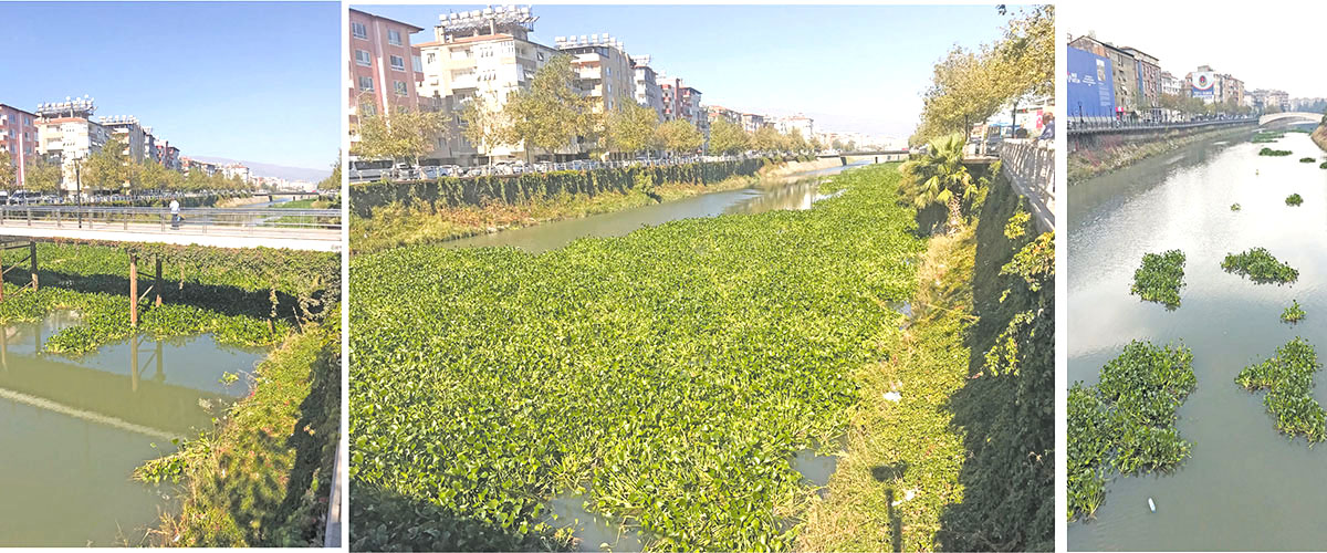 Ardından denizdekileri  temizliyoruz! Bulundukları