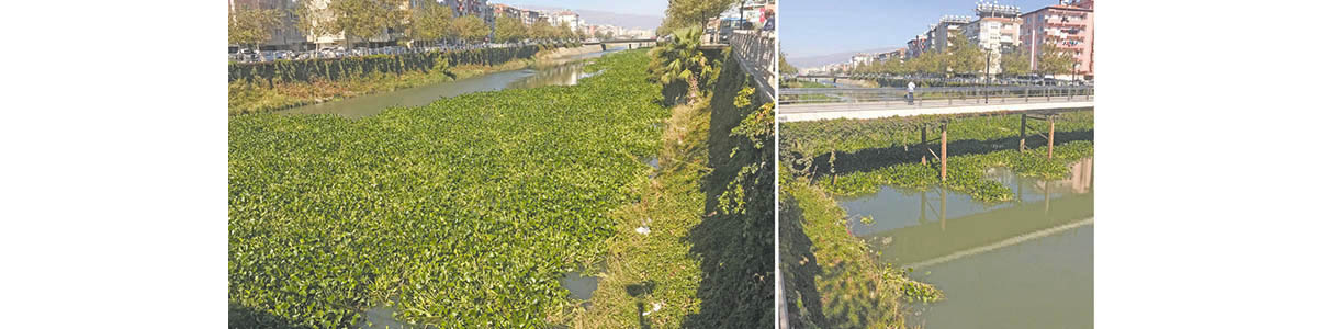 Tonlarca Su Sümbülü Asi