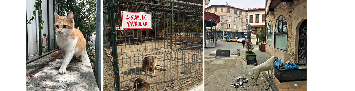 Barınaklar Çare mi? İçişleri