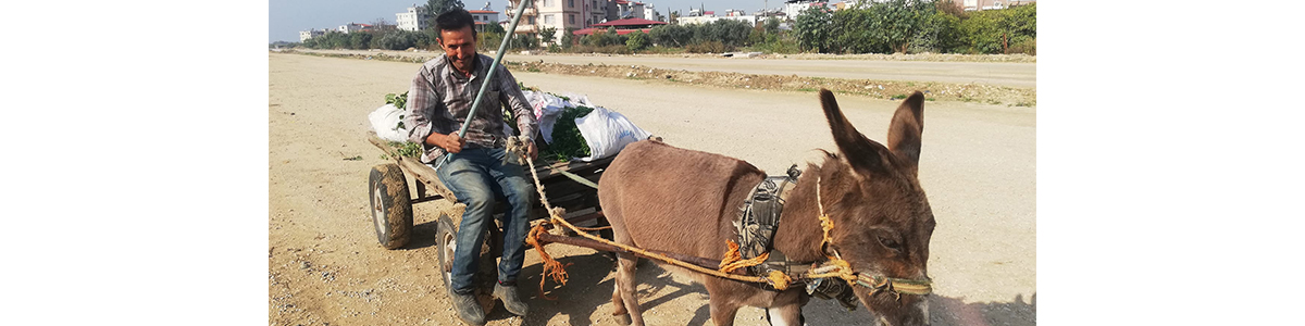 Meydan, Eşek Arabasına Kaldı!