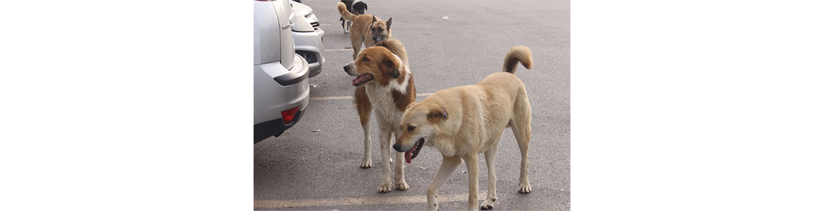 Başıboş köpek şikayetleri kentin