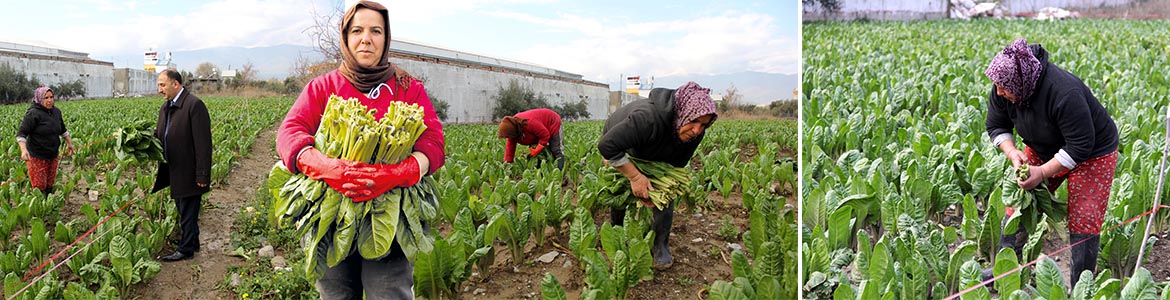 Verim ve Fiyatıyla Üreticinin