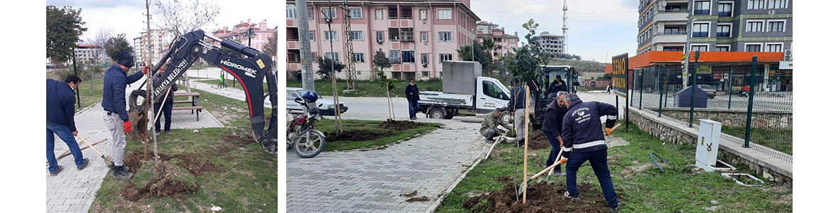 Ağaçlandırma Çalışmalarına Devam &nbsp;&nbsp;&nbsp;&nbsp;&nbsp; Antakya Belediyesi Park Bahçe Müdürlüğü ekipleri,
