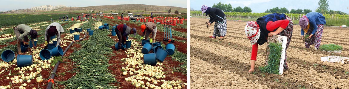 Türkiye’de, mevsimlik tarım işçilerine en az ücret ödenen il, HATAY!