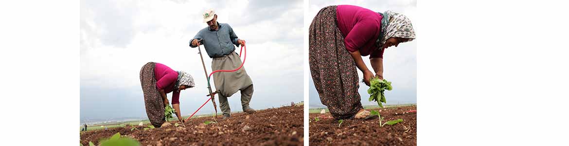 Hatay’daki tütün üreticilerini de