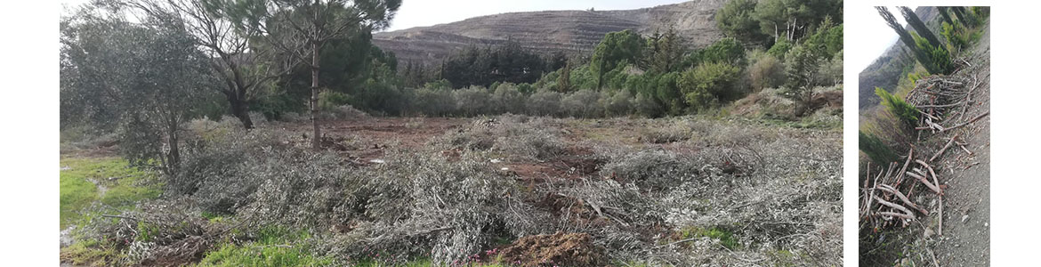 Harbiye-Kantara’da bir zeytin bahçesinde