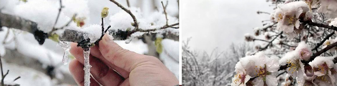 Meteoroloji’den  “Zirai Don” Uyarısı