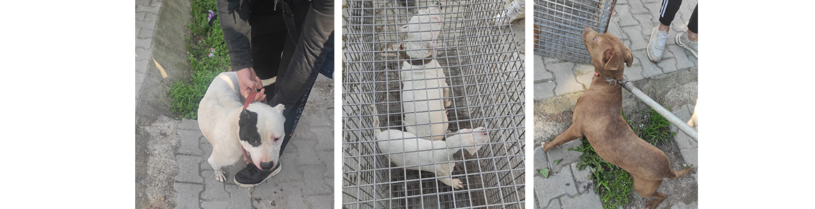 Kırıkhan’da bir evde 5 Pitbull köpek bulundu, sahibine 75.000 TL