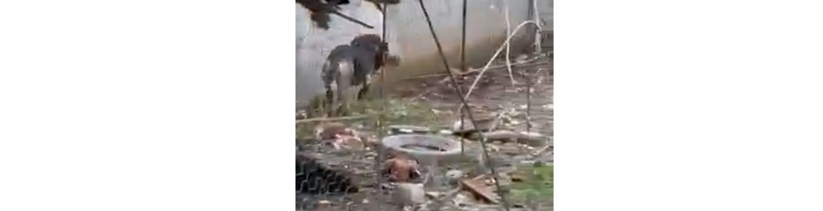 Samandağ’da kümese giren köpekler,