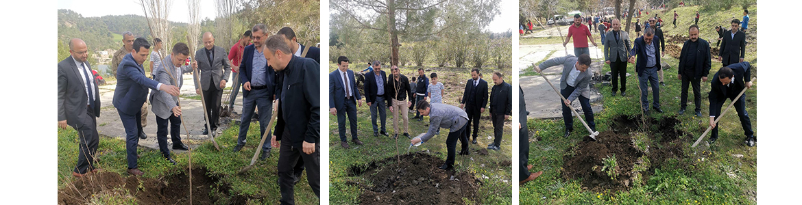 Yayladağı, dikilecek fidan çeşidini