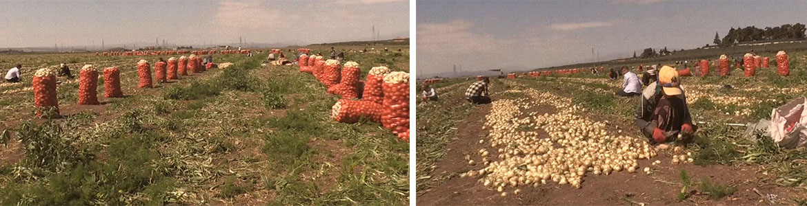 Turfanda Soğanda İlk Hasat