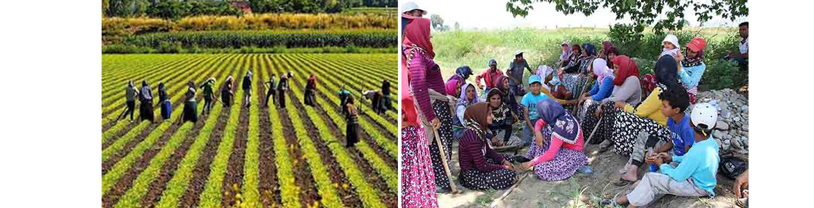 Tarım işçisine günlük ücret