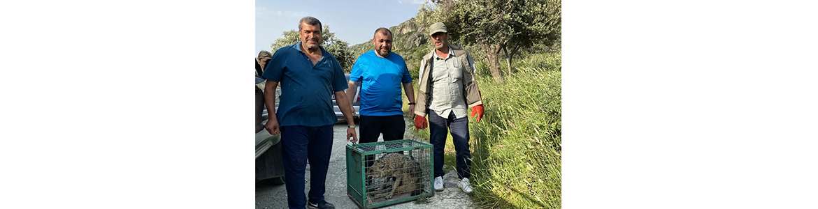 Antakya kırsalında yaralı halde