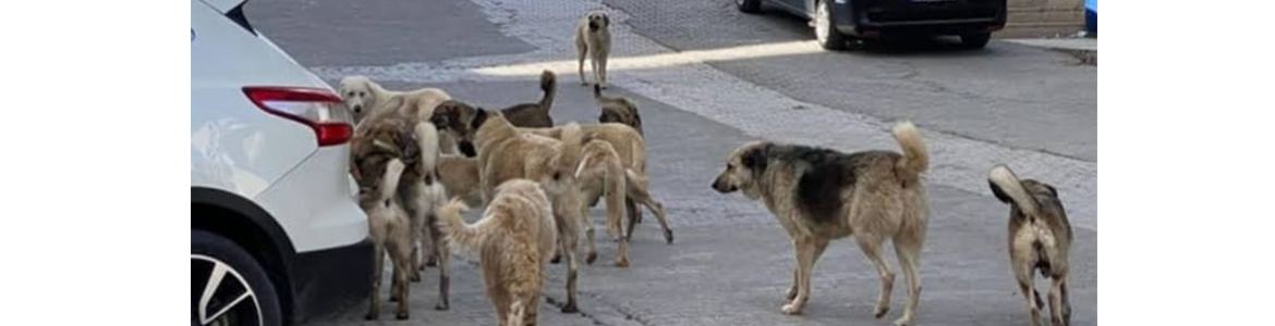 Harbiye’de sürü köpekler korkutuyor