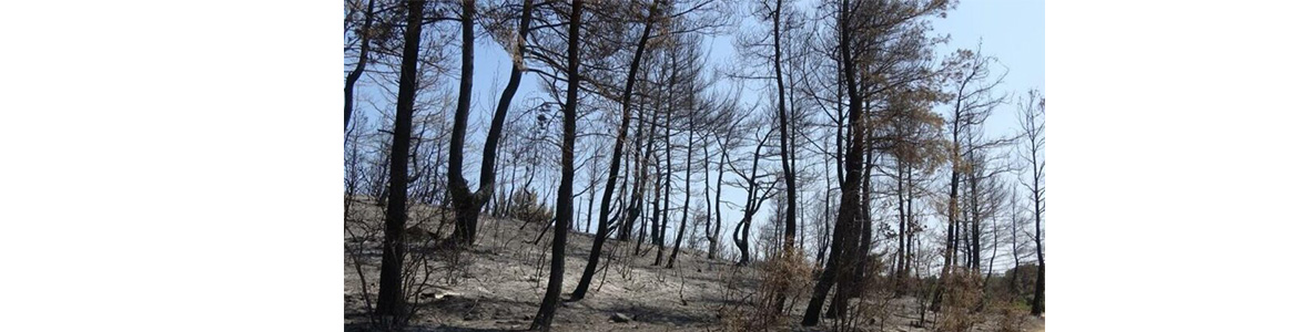 1 Haziran-31 Ekim arası