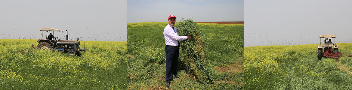 “Çayır, Mera Yem Bitkilerini