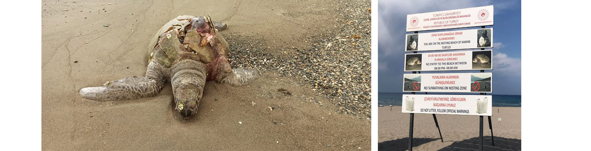 Yumurtlama sezonu dolayısıyla Çıralı,