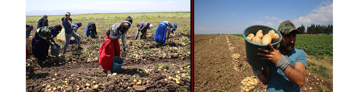 Patates hasadı için sabahın