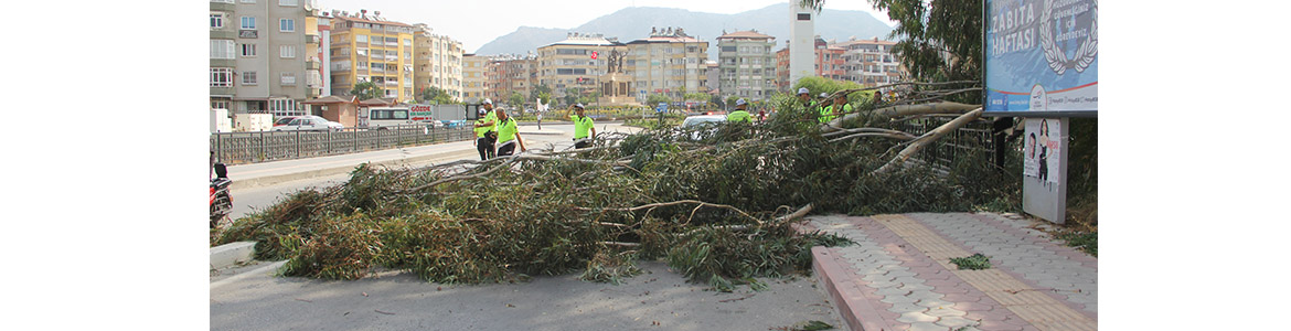 Ağaç, seyir halindeki motosikletin